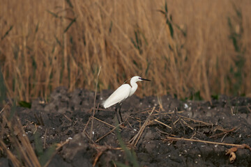 Majestic egret on the tranquil waters of the Danube Delta