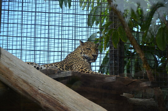 Leopard (Panthera pardus) in Jungle Parck, Tenerife