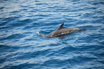 Wild delphins near Tenerife swimming