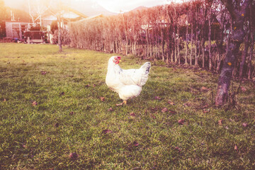 Chicken grazing in garden.Spring season.