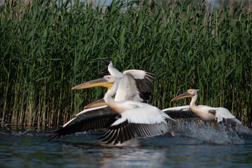Great White Pelican (Pelecanidae) in the Danube Delta, Romania