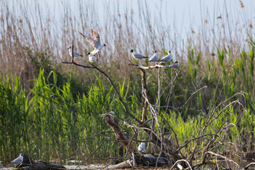 Pallas's gull, also known as the great black-headed gull seen in the Danube Delta, Romania