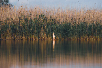Naklejka na ściany i meble Great White Pelican (Pelecanidae) in the Danube Delta, Romania