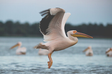Fototapeta na wymiar Great White Pelican (Pelecanidae) in the Danube Delta, Romania