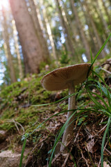 Pilz, Wald, Waldboden, Sommer, Gras, Froschperspektive, Schwarzwald