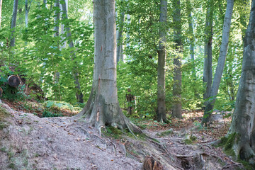 Fototapeta premium Tree trunks and roots in the forest.