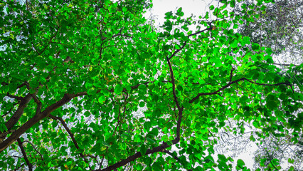 Branches of tree covered with leaves and shining with sunlight