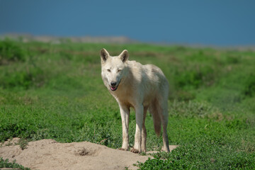 Arctic wolf standing on a background of grass