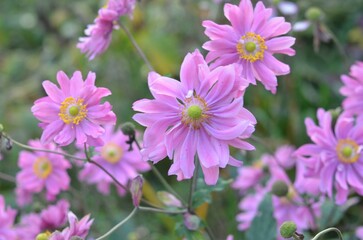 Obraz premium Autumn blooming Anemone hupehensis 'Prince Henry'