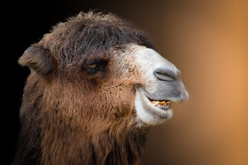Close-Up Portrait of a Smiling Camel in Natural Light