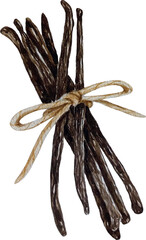 Vector watercolor vanilla, bunch of dried beans, hand painted on paper, white background, for design, cookbook, recipes, cosmetics, backgrounds