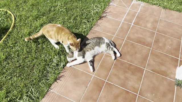 gatos jugando en el jard&iacute;n