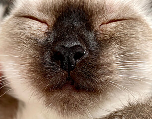 Cute Sleeping siamese thai cat nose close up