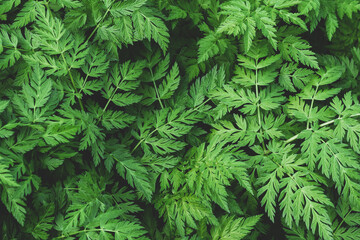 nature green  leaves  background.nature Green fern  background