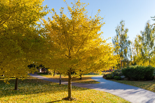 Trees of Ginkgo biloba with yellow autumn leaves in park