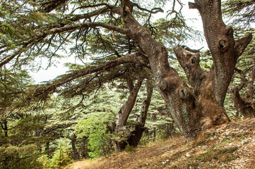 Zedernbäume im Libanon