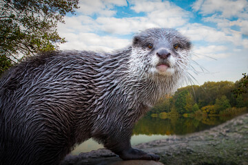 close-up of a fish otter on a calm natural lake