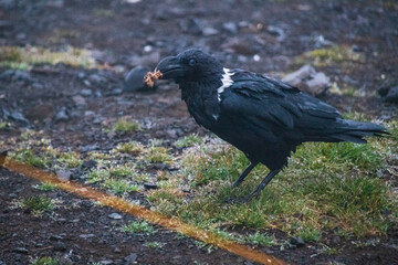 A Raven’s Feast Amidst the Misty Terrain