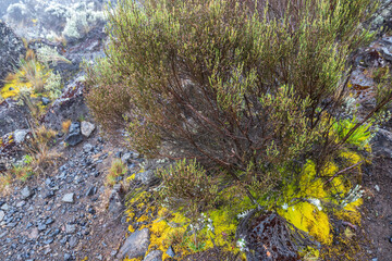Vibrant Greenery Amidst Rocky Terrain