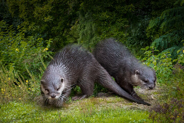 Two Wet Otters in a Lush Green Habitat