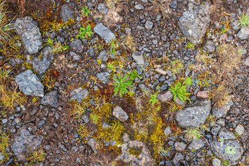 Vibrant Greenery Amidst Rocky Terrain