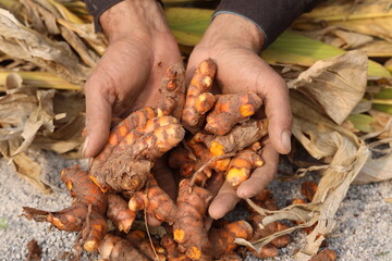 Hand holds turmeric has just been dug and harvested.