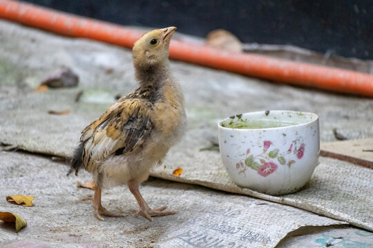 A small chicken is drinking water from a cup placed in the courtyard of a village house in Bangladesh. Raising chickens at home.