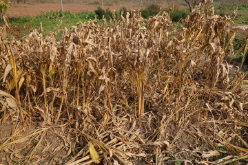 Mature Turmeric crop ready for Harvest.