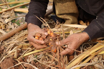 Hand holds turmeric has just been dug and harvested.