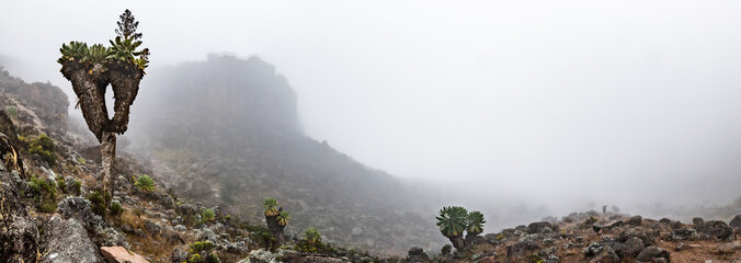 Mystic Beauty of Dendrosenecio Kilimanjari Amidst the Fog near Lava Tower