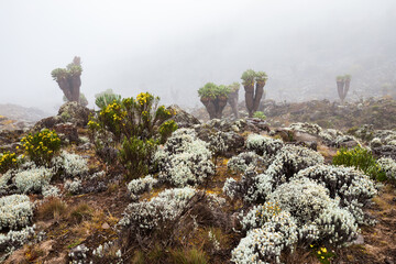 Majestic Giant Groundsel Jungle in Kilimanjaro's Alpine Zones