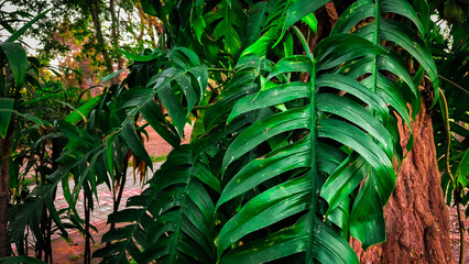 Image of Dragon tail plant leaves covered the base of tree