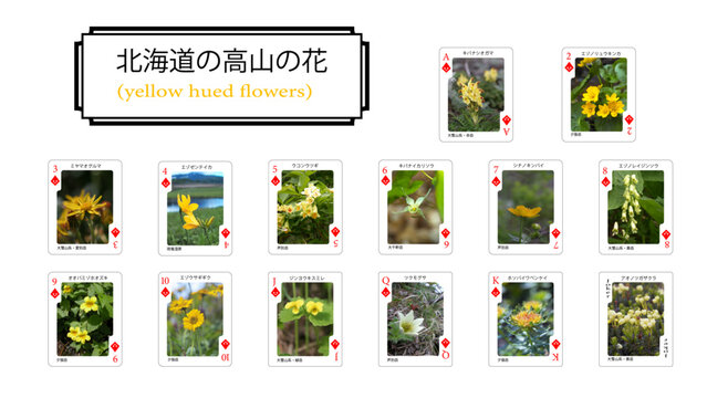 ツクモグサ Images – Browse 19 Stock Photos, Vectors, and Video