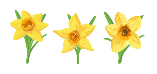 yellow daffodils isolated on white
