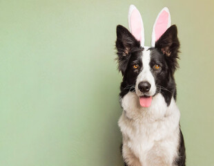 Dog wearing bunny ears, looking at camera, portrait, isolated background, easter theme