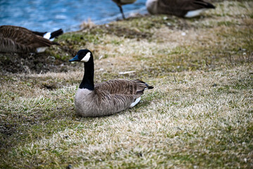 Canadian geese resting