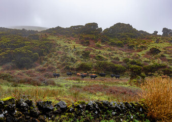 Paisagem rural com bovinos no campo nos Açores 
