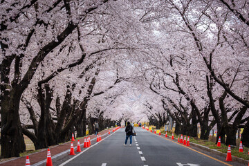 Beautiful cherry blossom tunnel and cherry trees on both sides of the road at the Cherry Blossom...