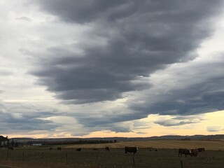 The stretching arm of a ward Chinook cloud on the Alberta Prairie accompanied by a strip of setting...