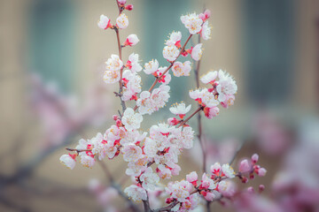 Cherry blossom  flower in spring for background or copy space for text
