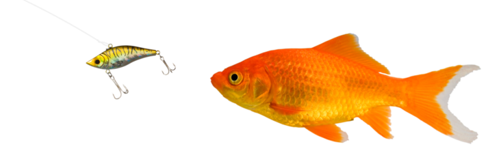 Goldfish that is chasing after a crankbait