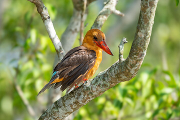 The brown-winged kingfisher (Pelargopsis amauroptera)