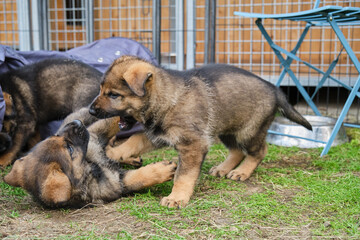 Beautiful and cute German Shepherd puppies playing in a garden on a sunny day in Skaraborg Sweden