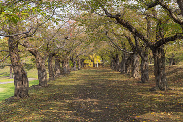 日本　北海道函館市にある五稜郭公園内の風景