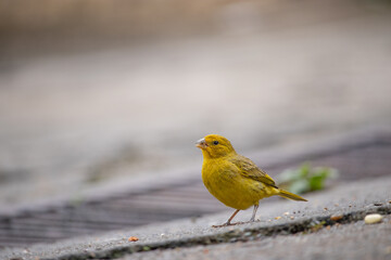 Sicalis flaveola. The true canary or land canary, not to be confused with the canary or domestic canary, belongs to the Thraupidae family and is a bird with an orange color on the forehead and face, a
