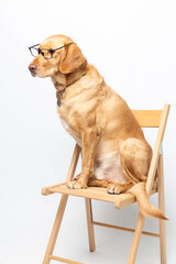 Vertical portrait of labrador retriever wearing transparent glasses and sitting on a wooden chair over white background.