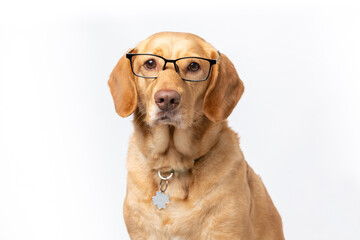 Close up horizontal studio portrait of retriever labrador wearing transparent glasses looking serious. shot on a white background.