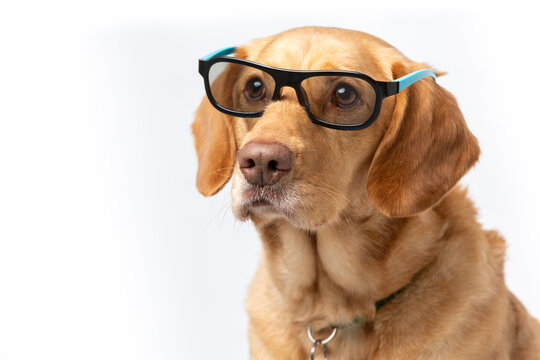 Close up horizontal portrait of retriever wearing movie glasses looking serious, shot on a white background.