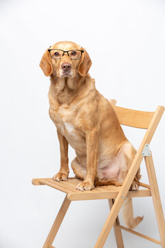 Vertical portrait of labrador retriever wearing transparent glasses and sitting on a wooden chair over white background.
