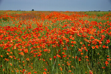 A field of green grass with clusters of bright red poppies under a clear blue sky.